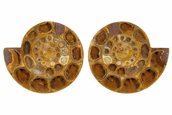 Cut & Polished Jurassic Ammonite (Perisphinctes) Fossil #344938